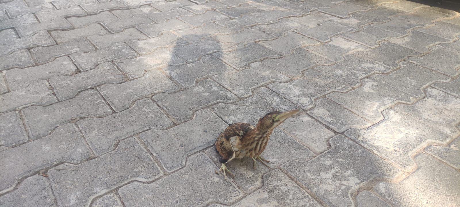 Nesli tükenen kuşu jandarmanın dikkati kurtardı