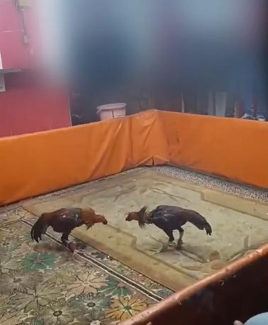 Horoz dövüşü yapılan mekana baskın: 8 gözaltı, 450 bin lira ceza