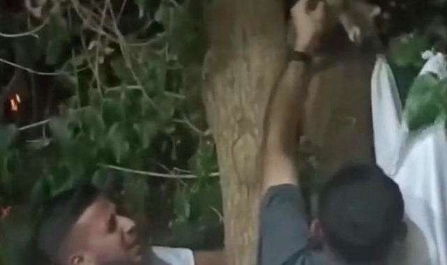 Ağaçta sıkışan kedi vatandaşlar tarafından kurtarıldı