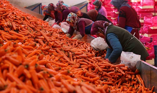 Aromasını Konya Ovasından alan havucun hasadı başladı