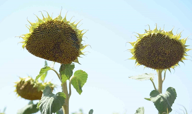 Ayçiçeğinde yabancı tohuma karşı yerli tohum başarısı