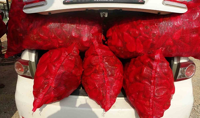 Biberin meşakkatli salça yolculuğu başladı