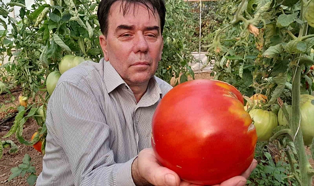 Bu yılın hedefi 1,8 kilogramlık domates