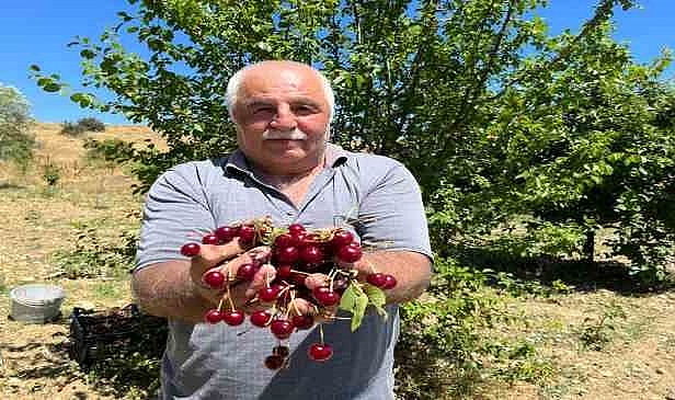 Coğrafi işaretli ‘Çubuk vişnesi’nin hasadı başladı