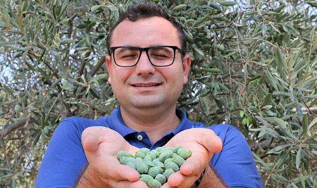 Çöl sıcakları zeytin üretimini vurdu, yüzde 50 kayıp bekleniyor