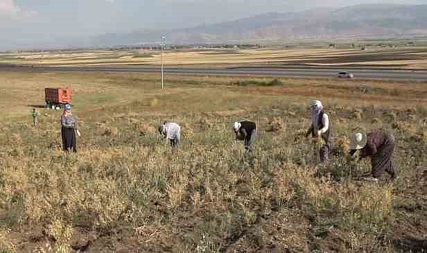 Elle nohut biçen kadınlar aile ekonomisine katkı sağlıyor