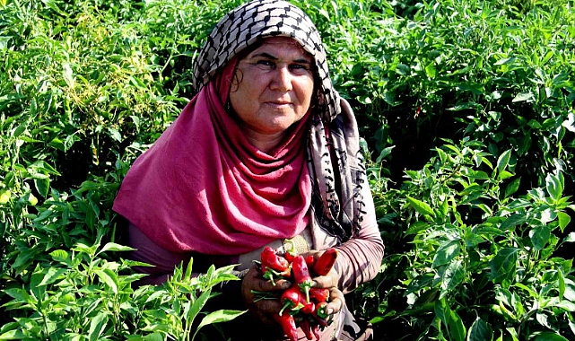En acı hasat başladı
