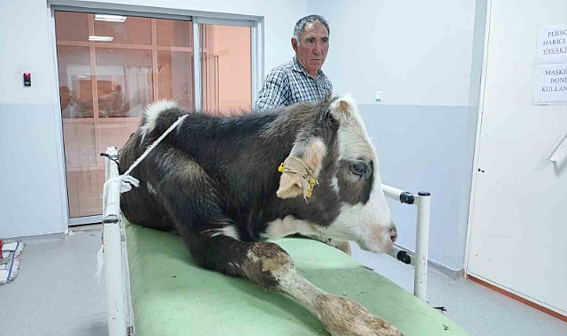 Hatalı doğum kurbanı 40’ın üzerindeki buzağı tedavi edildi
