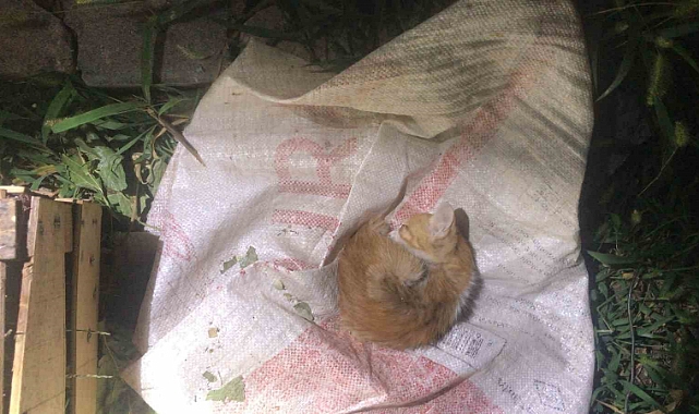 İkizlerin duyarlılığı kediyi hayata bağladı