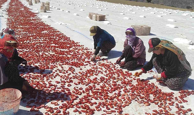 İlk defa ekilen kurutmalık domates gençlere iş olanağı sağlıyor