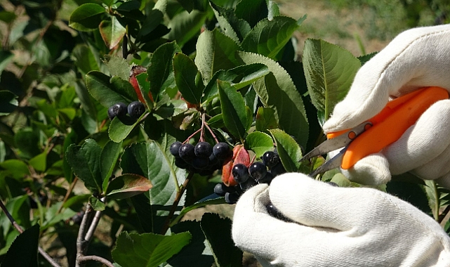 Kilosu 250 TL, nedenini ise hasadını bilenler anlıyor