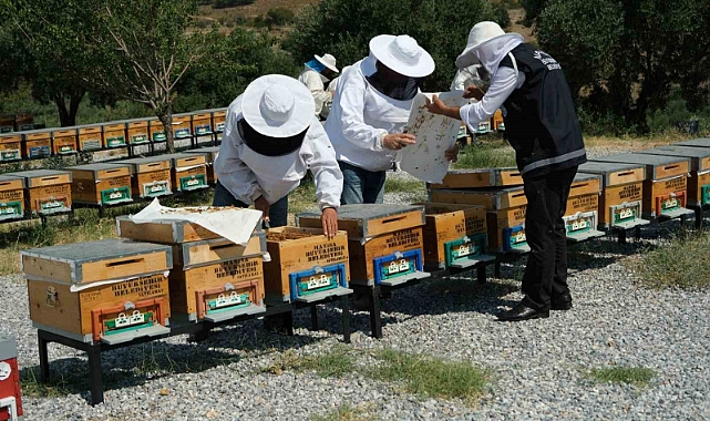 Küresel ısınma arıcıları alternatif ürünlere yöneltti