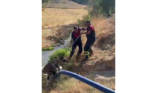 Kuyuya düşen köpeği itfaiye ekipleri kurtardı