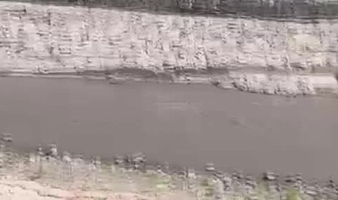 Nesli tükenme tehlikesinde olan su samuru böyle görüntülendi