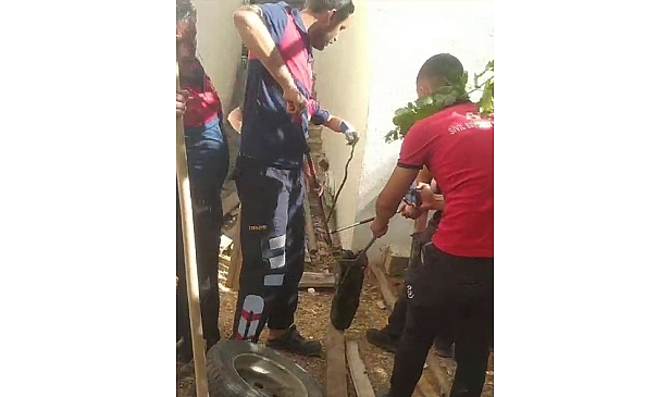Odunlukta görülen yılan korkuttu