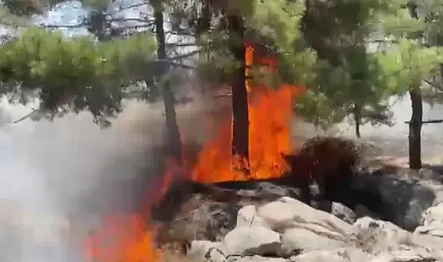 Orman yangını söndürüldü