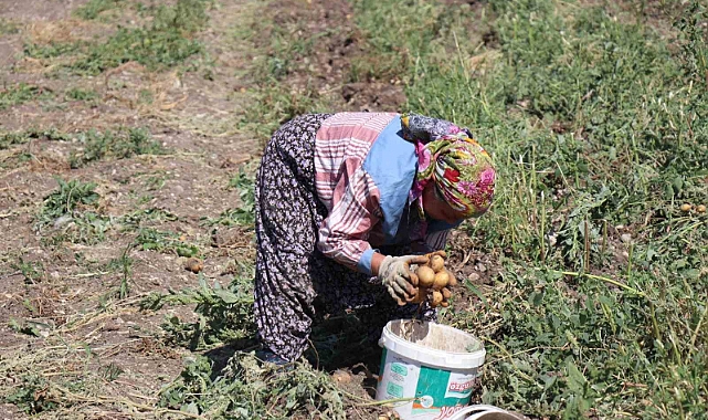 Patates diyarı Bolu’da hasat başladı