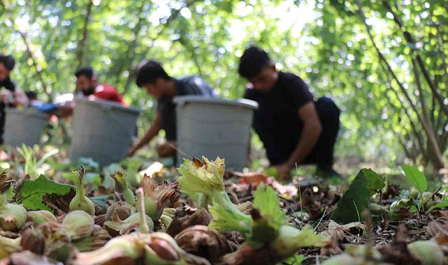 Sakarya’da fındık hasadı