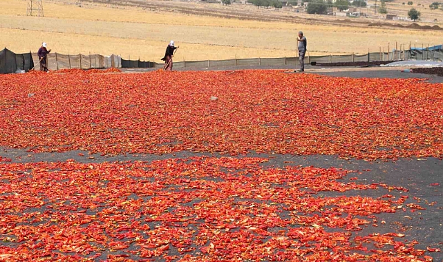 Şanlıurfa’da isotun acı serüveni başladı