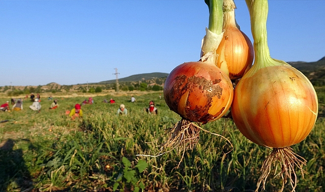 Soğan tarlada 5, tezgahta 15 lira