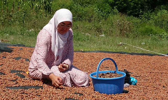 Üreticilerin zorlu fındık kurutma mesaisi başladı