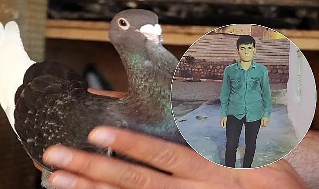 Urfa'da güvercin cinayeti!