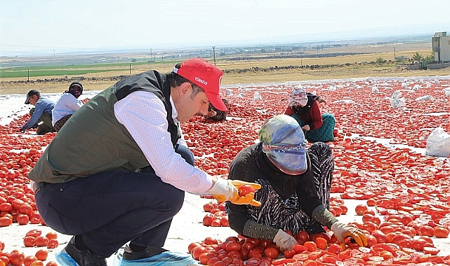Urfa'da kurutmalık sezonu başladı