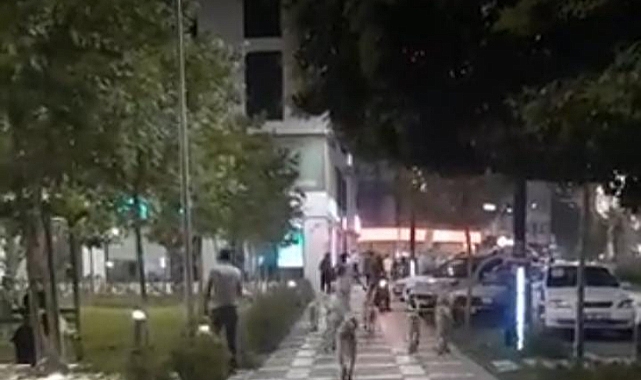 Urfa'da sokak köpekleri tehlike saçıyor