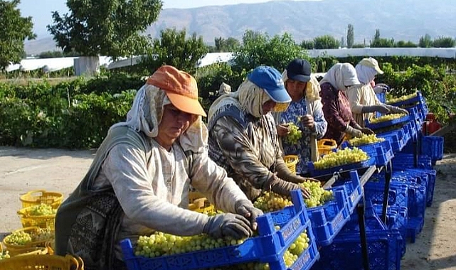 Üzüm işçilerinden sıcaklara sarık ve şapkalı önlem