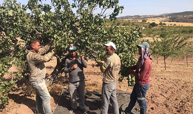 Antep Fıstığı hasadı başladı
