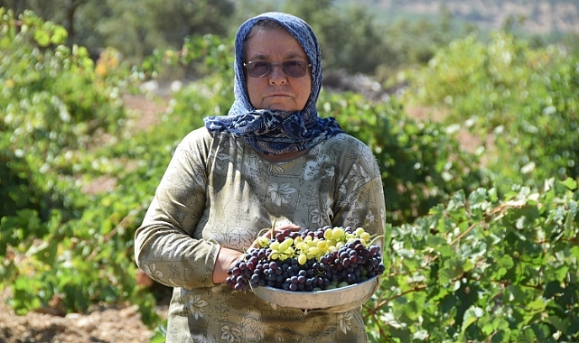 bağ bozumu başladı