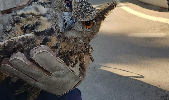 Balıkçı ağına takılan Fırat kaplumbağası kurtarıldı