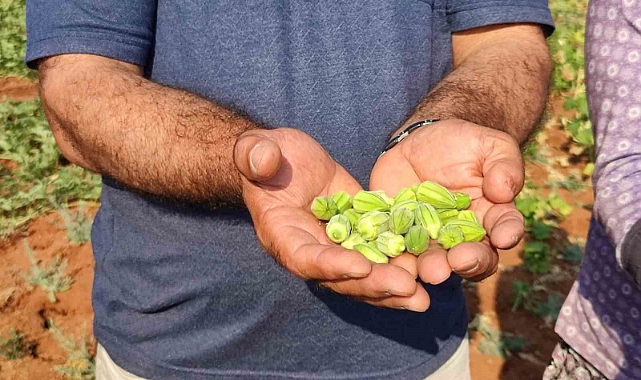 Çal bamyasının tescillenmesi için çalışma başlatıldı