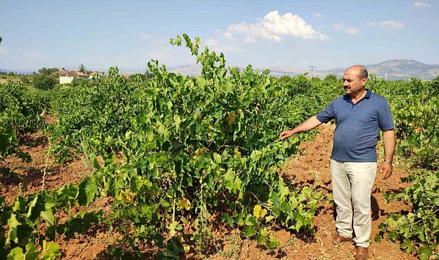 Çal karasında hasat devam ediyor