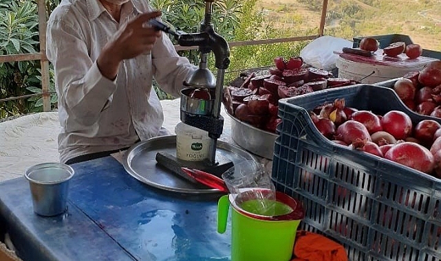 Çekirdeksiz ve dikensiz narın hasadında sona gelindi
