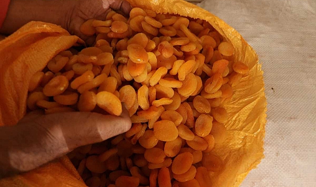 Depremin vurduğu Malatya’da kayısı yüz güldürüyor