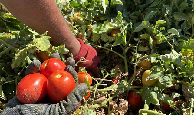 Domatese yağışlar yaradı sıcaklar ise yaktı