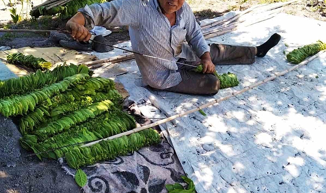 Ekenlerin sayısı azalınca tütün fiyatları yükseldi