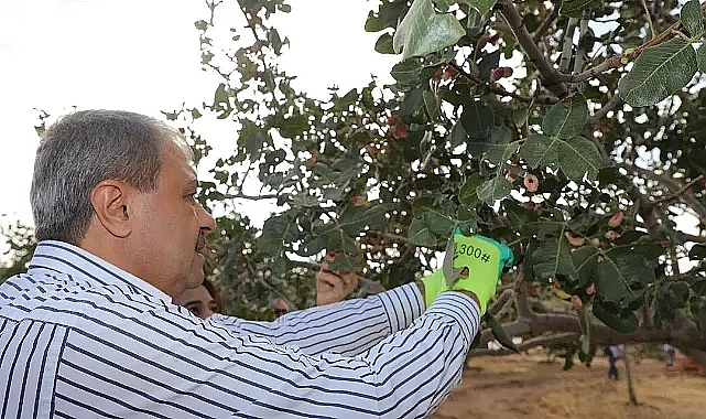 Fıstığın başkentinde hasat heyecanı