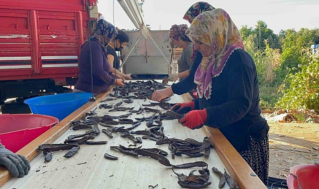 Geçen sene kilosu 40 TL olan keçiboynuzu ağaçta kaldı