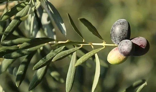 İklim krizi zeytini de vurdu, fiyatların yükselmesi bekleniyor