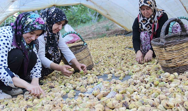 İncirin bahçeden sofraya yolculuğu