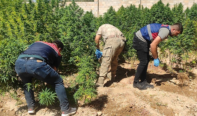Jandarmadan 'kök kenevir' operasyonu