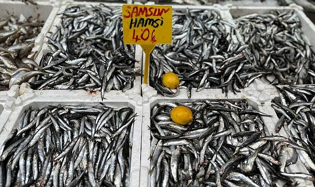 Karadeniz’de hamsi bolluğu: Kilosu 40 TL