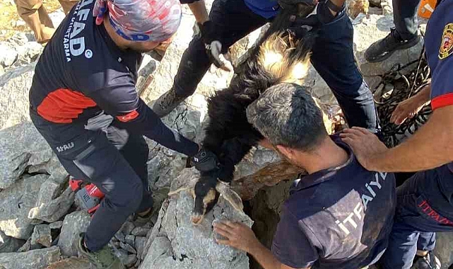 Kayaların arasına sıkışan keçiyi AFAD ve itfaiye ekibi kurtardı