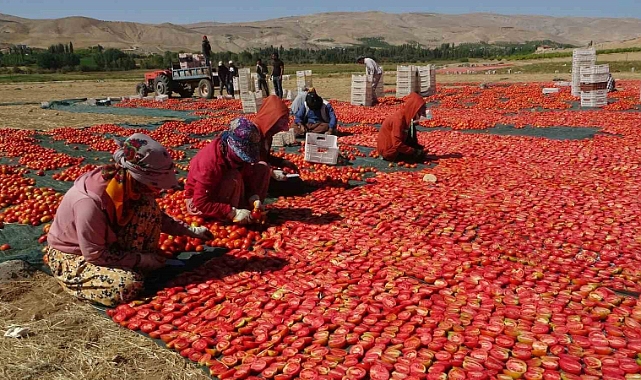 Kurutmalık domateste hasat devam ediyor