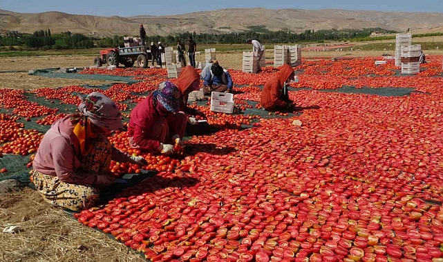 Kurutmalık domateste hasat devam ediyor