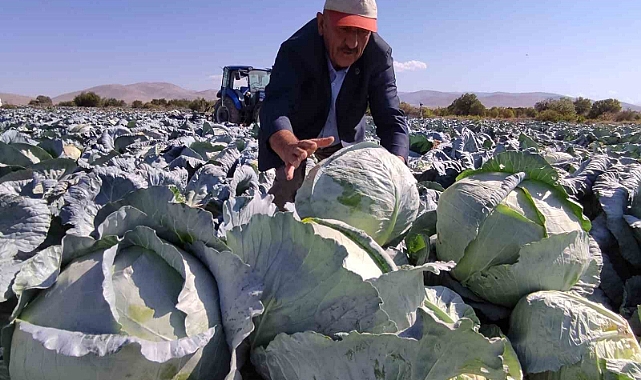 Lahana hasadı yüz güldürüyor