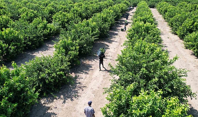 Limonda hasat başladı, verim yüzleri güldürdü