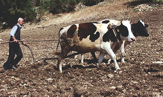 Mazotun kırkı çıktı, karasaban geri dönüyor